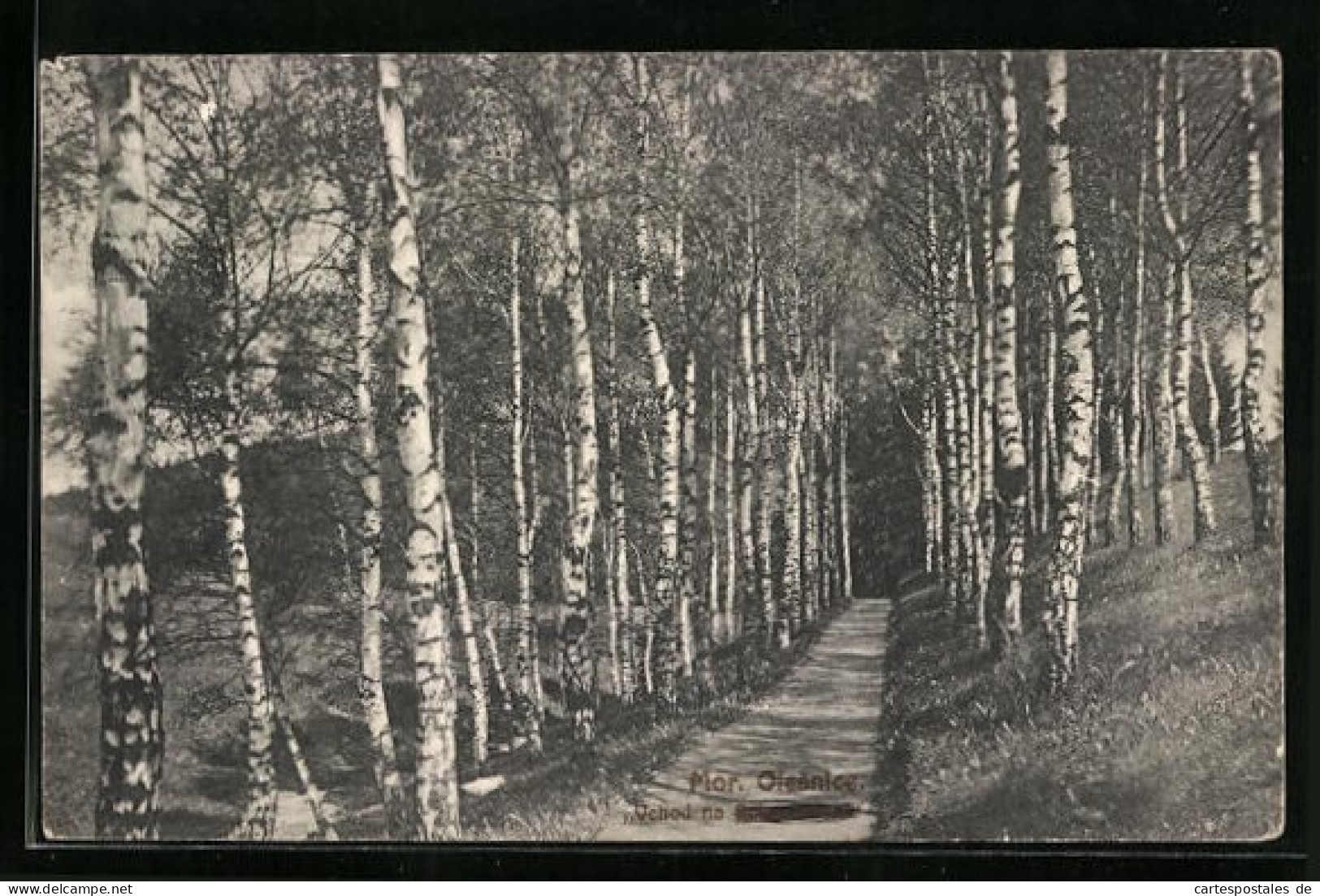AK Mor. Olesnice, Blick In Einen Waldweg  - Tschechische Republik