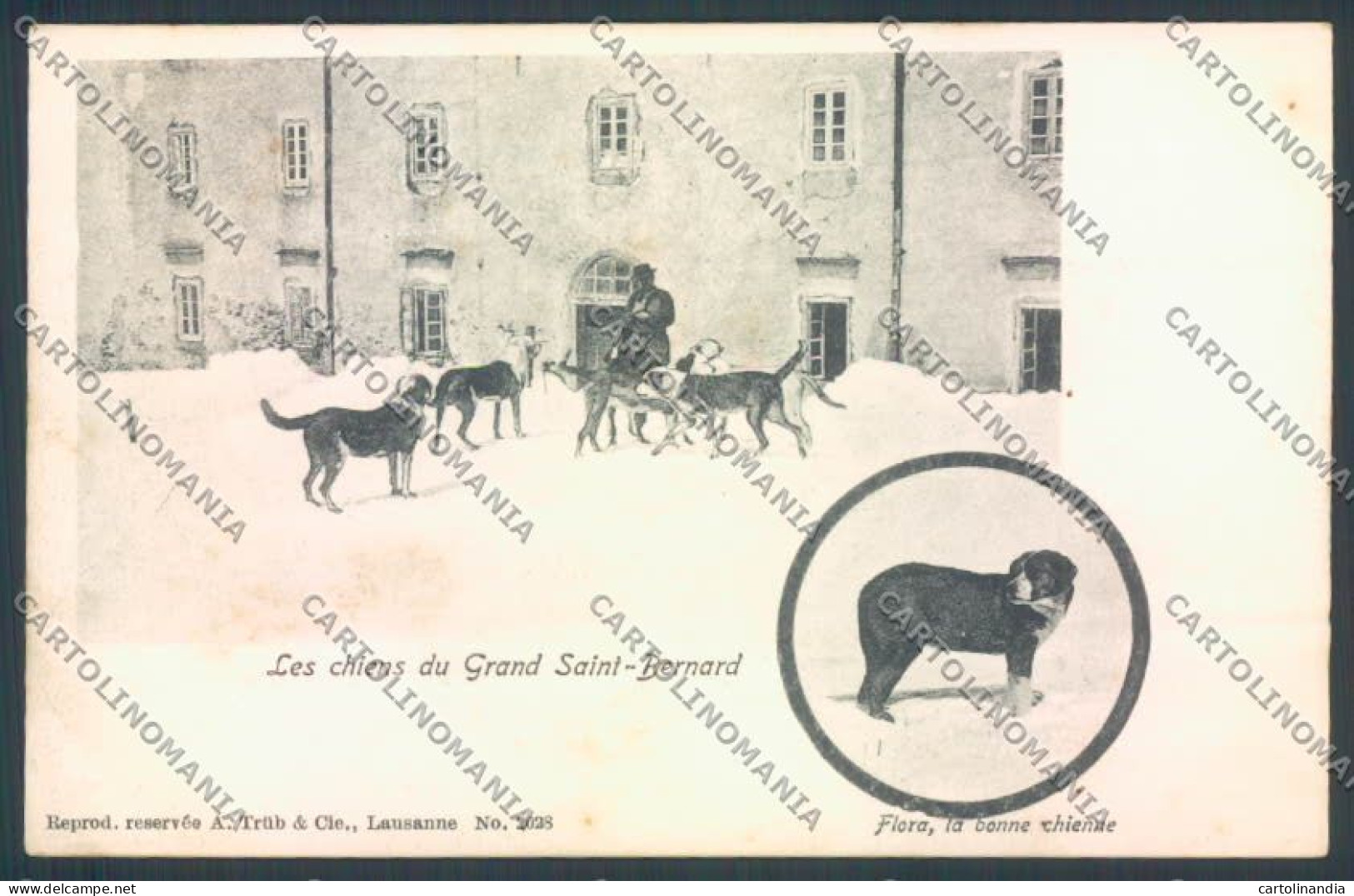 Aosta Gran San Bernardo Cane Dog Cartolina ZQ4689 - Aosta