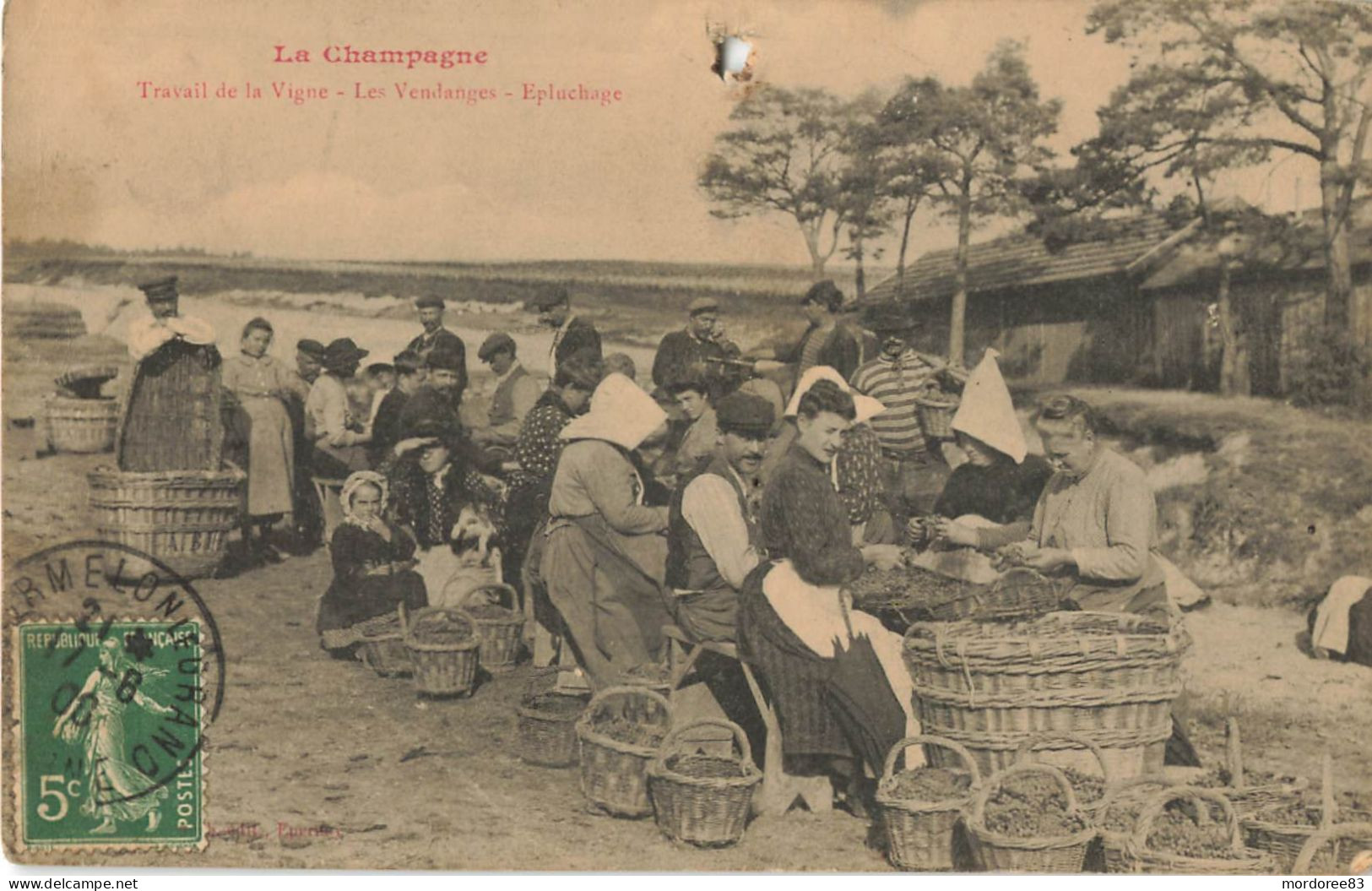 51 - LA CHAMPAGNE - TRAVAIL DE LA VIGNE - LES VENDANGES - EPLUCHAGE - Circulé En 1908 - Champagne-Ardenne