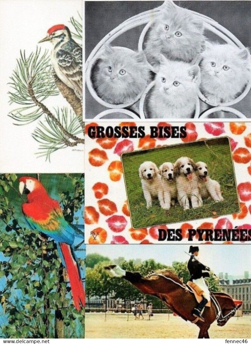 * Lot De 60 CPSM-CPM- Que Des Grands Formats Sur Le Thème : Animaux - 5 - 99 Cartes