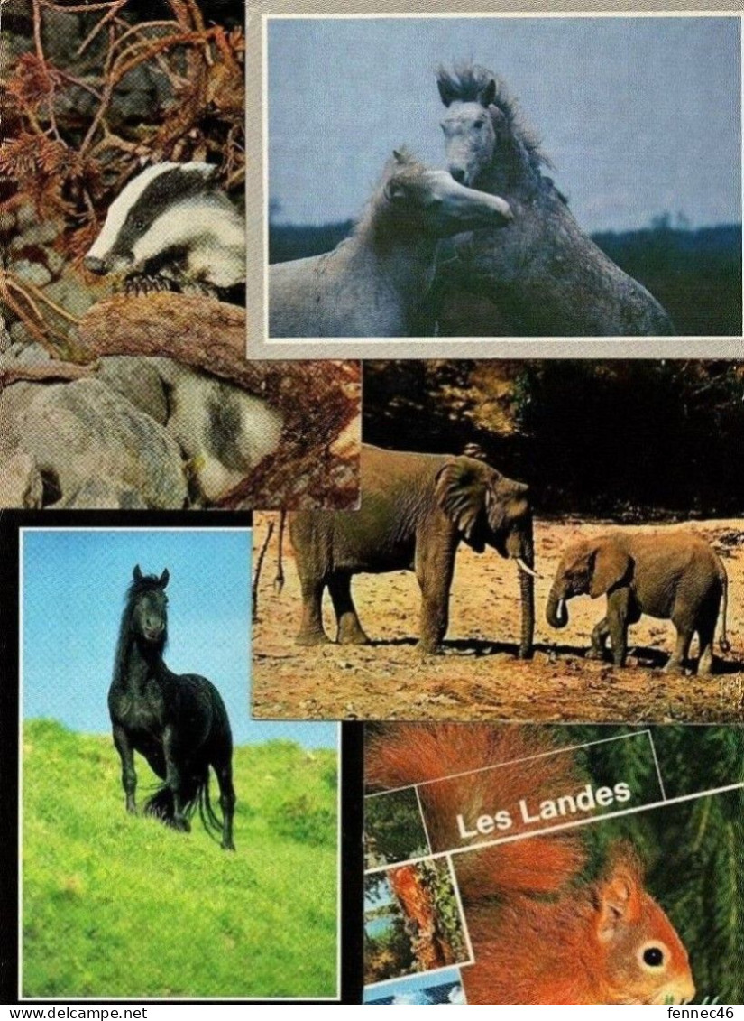 * Lot De 60 CPSM-CPM- Que Des Grands Formats Sur Le Thème : Animaux - 5 - 99 Cartes