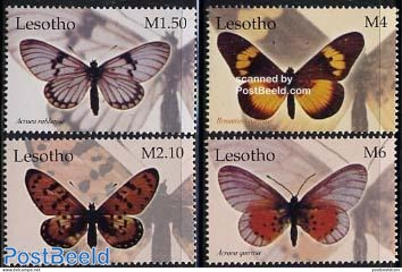 Lesotho 2004 Butterflies 4v, Acraea Rabbaiae 4v, Mint NH, Nature - Butterflies - Lesotho (1966-...)