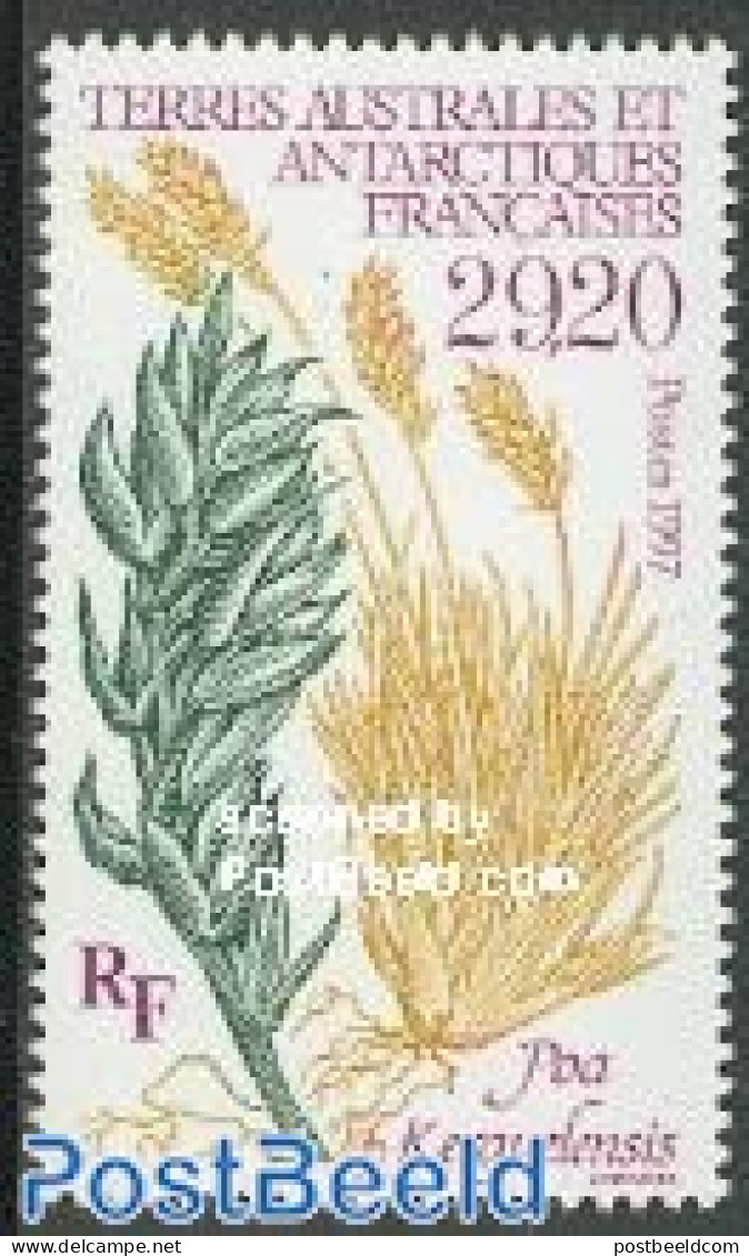 French Antarctic Territory 1997 Flora 1v, Mint NH, Nature - Flowers & Plants - Ungebraucht