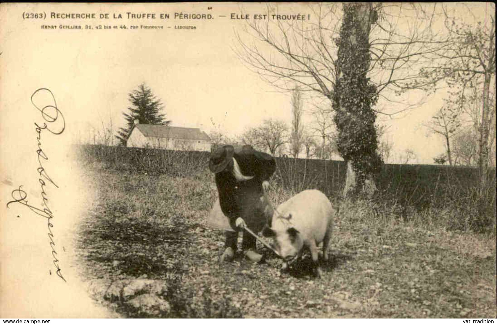 FRANCE-  Carte Postale De La Recherche De La Truffe Avec Cochon  En Périgord - L 152076 - Pigs