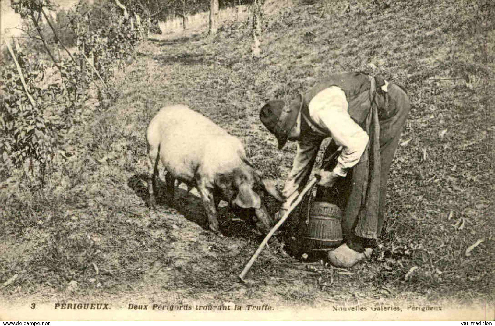 MÉTIERS -  Carte Postale De La Recherche De La Truffe En Périgord Avec Cochon - L 152085 - Pigs