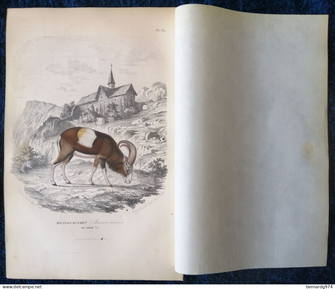 Corse : « Mouflon Musmon » Illustration Sous Serpente De 1855 Par Paul Gervais - Historische Dokumente