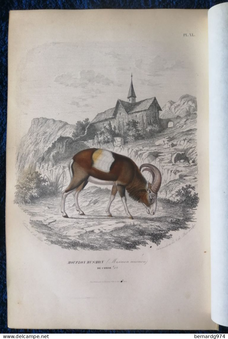 Corse : « Mouflon Musmon » Illustration Sous Serpente De 1855 Par Paul Gervais - Historische Dokumente