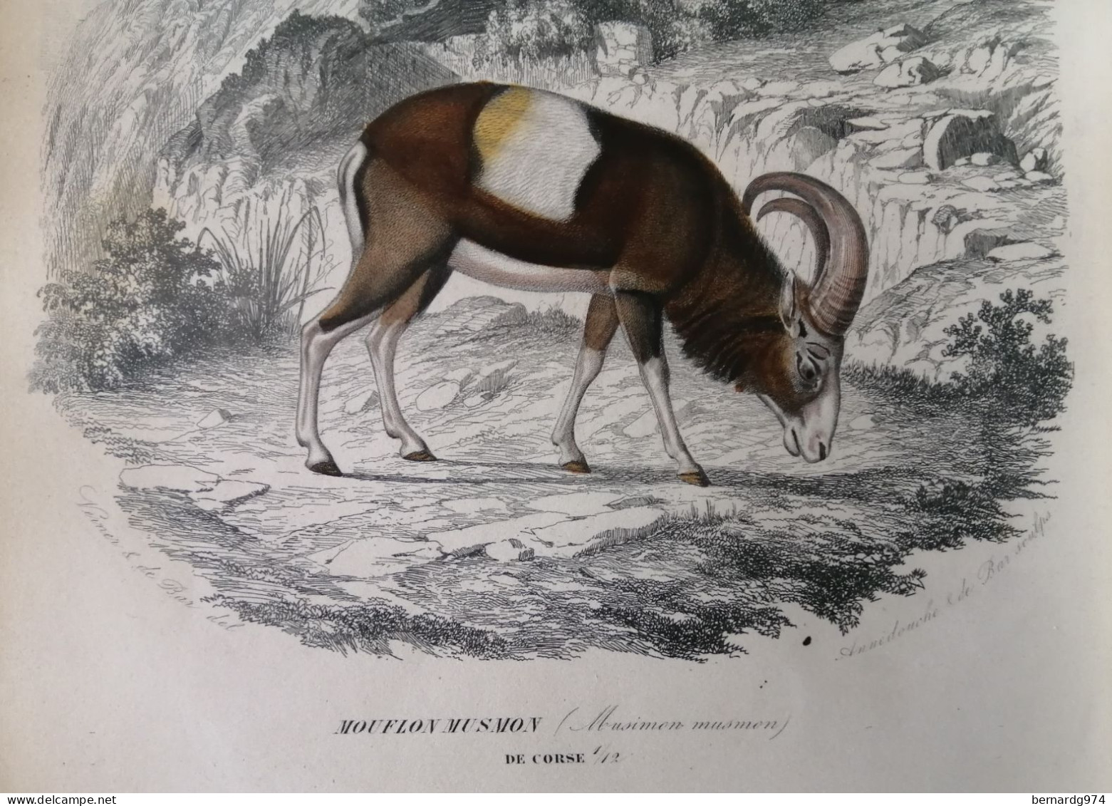 Corse : « Mouflon Musmon » Illustration Sous Serpente De 1855 Par Paul Gervais - Historische Dokumente