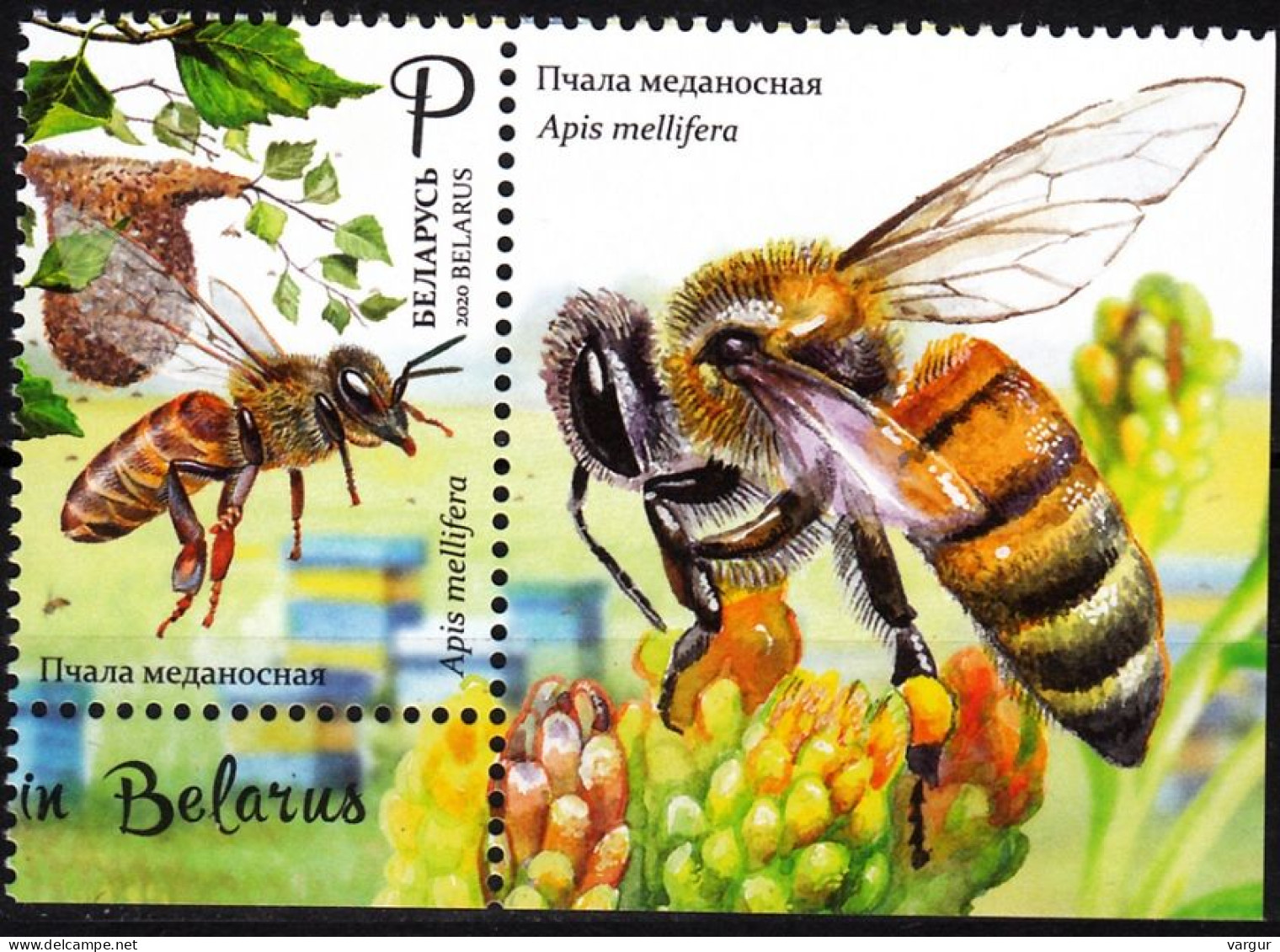 BELARUS 2020-17 FAUNA Insects: Honeybee. Beekeeping In Belarus. LABELED Pair, MNH - Abejas