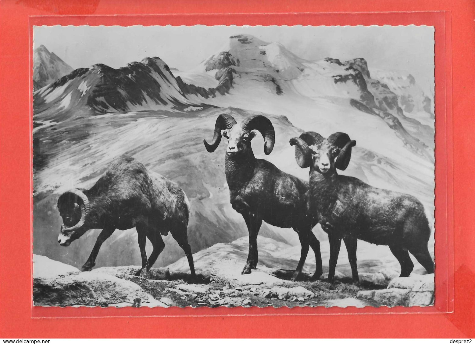 MOUFLON DU CANADA Ou BIG HORN Cpsm  Au Verso PUB Médicale  121 - Autres & Non Classés