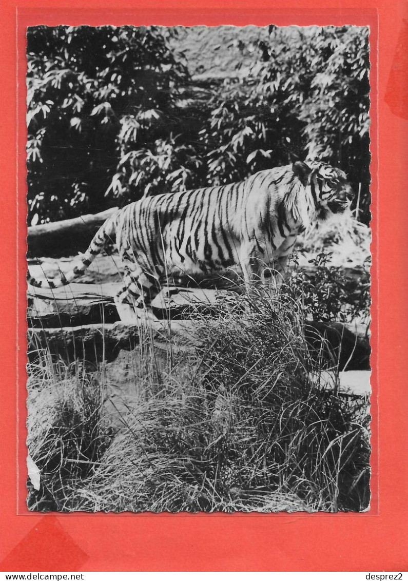 TIGRE Cpsm  Au Verso PUB Médicale                78 - Tigers