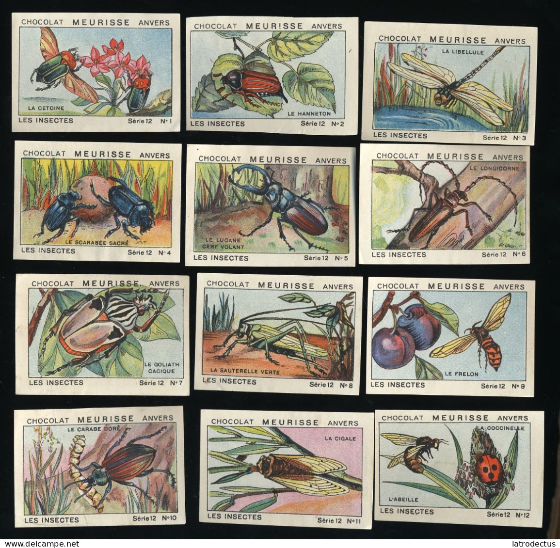 Meurisse - Ca 1930 - 12 - Les Insectes, Insects - Full Serie - Other & Unclassified