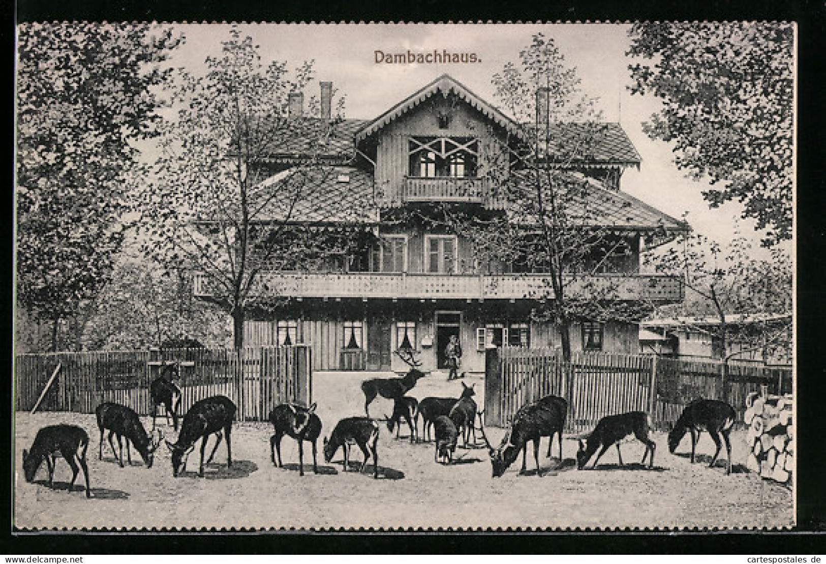 AK Thale, Gasthaus Dambachhaus Und Rehe  - Thale