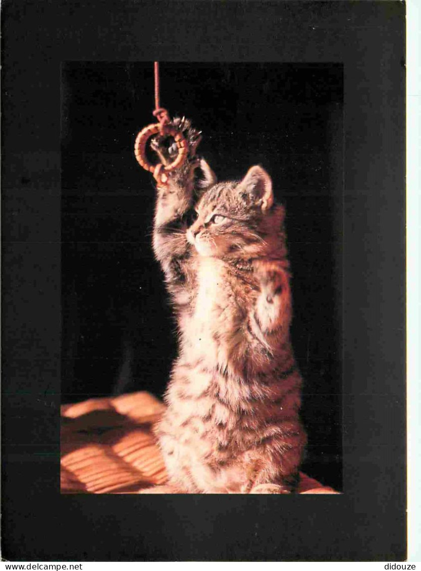 Animaux - Chats - CPM - Voir Scans Recto-Verso - Katten