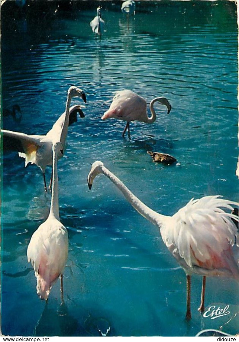 Oiseaux - Flamants Roses - Camargue - Flamingos - CPM - Voir Scans Recto-Verso - Oiseaux