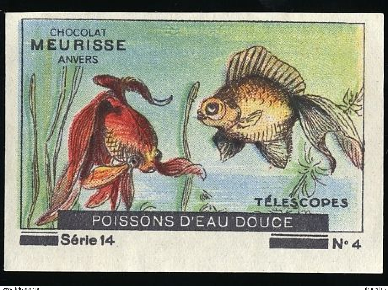 Meurisse - Ca 1930 - 14 - Les Poissons D'eau Douce, Freshwater Fish - 4 - Telescopes - Otros & Sin Clasificación