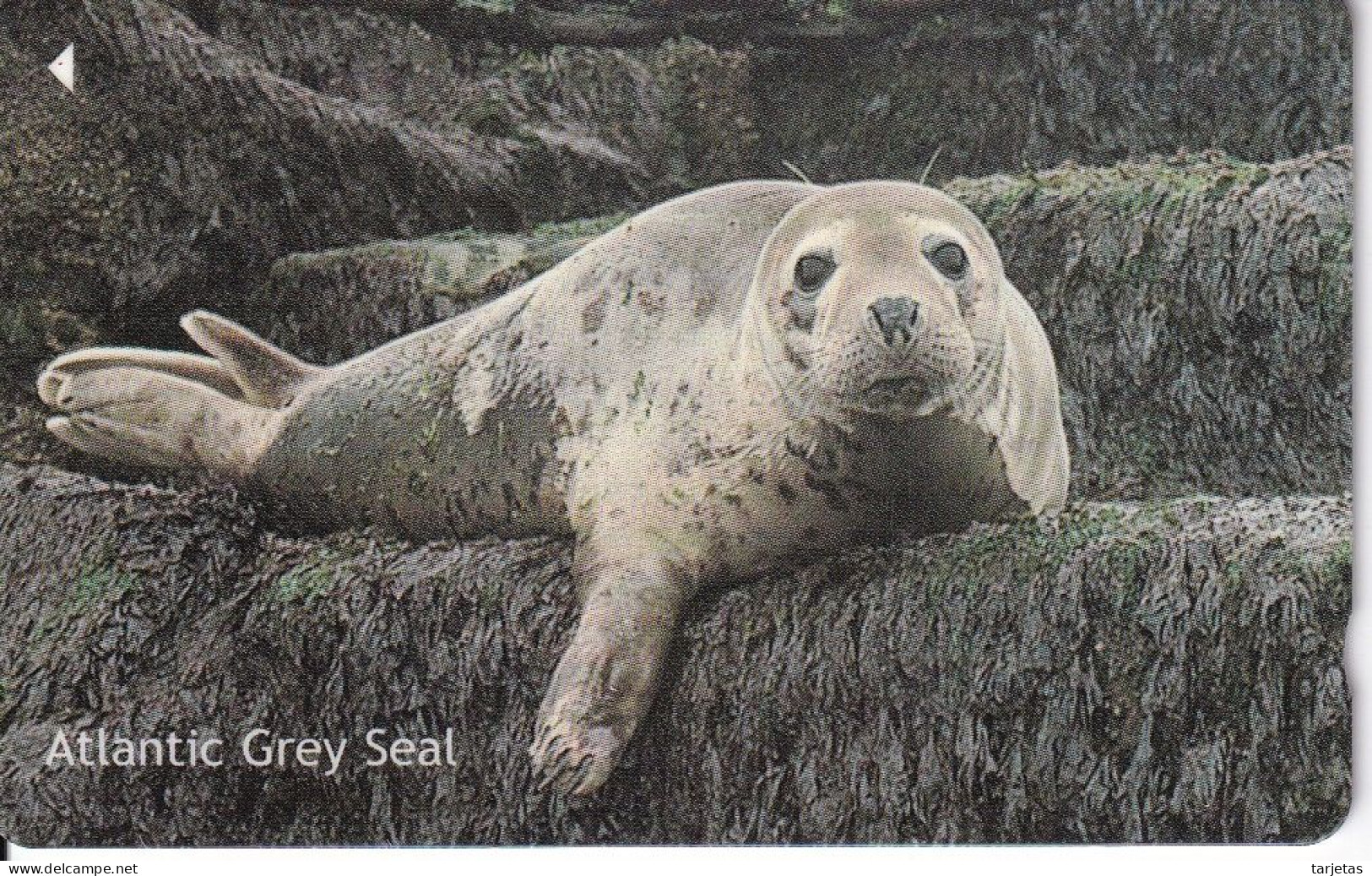 JER-269 TARJETA DE JERSEY DE GREY SEAL (76JERA)  FOCA - [ 7] Jersey Y Guernsey