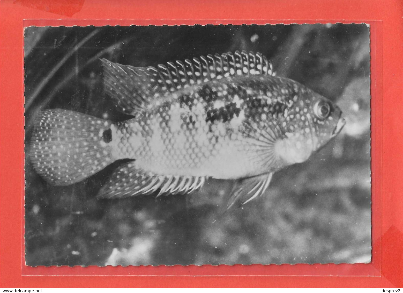 CICHLASOMA Cpsm POISSON  Au Verso PUB Médicale             9 P - Poissons Et Crustacés