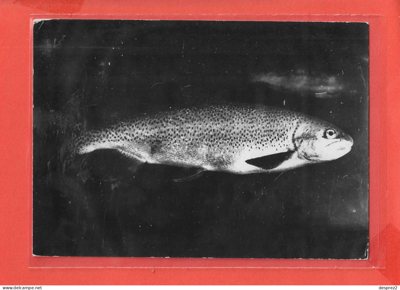 SAUMON De FONTAINE Cpsm POISSON  Au Verso PUB Médicale             29 P - Poissons Et Crustacés