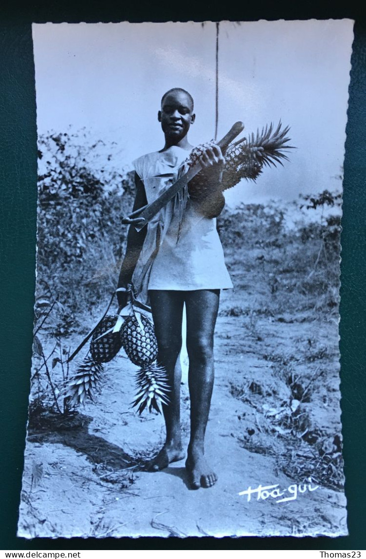 Récolte Des Ananas, Lib Pociello, N° 514 - Ivory Coast