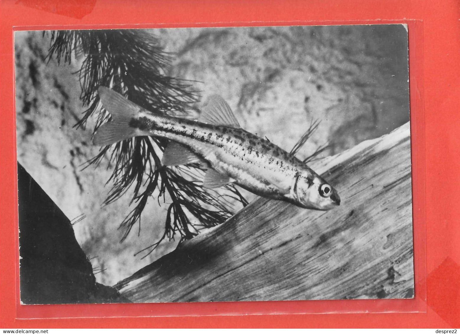 VAIRON Cpsm POISSON  Au Verso PUB Médicale            20 P - Fish & Shellfish