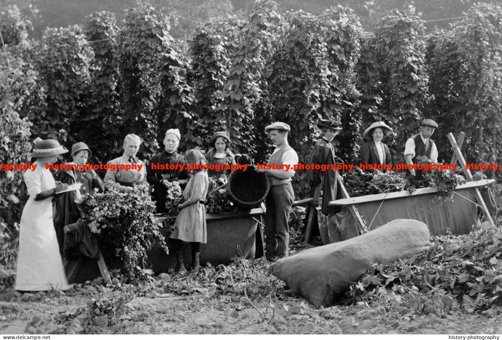 F015807 People Picking Hops. Kent. 1905 - REPRODUCTION - Other & Unclassified