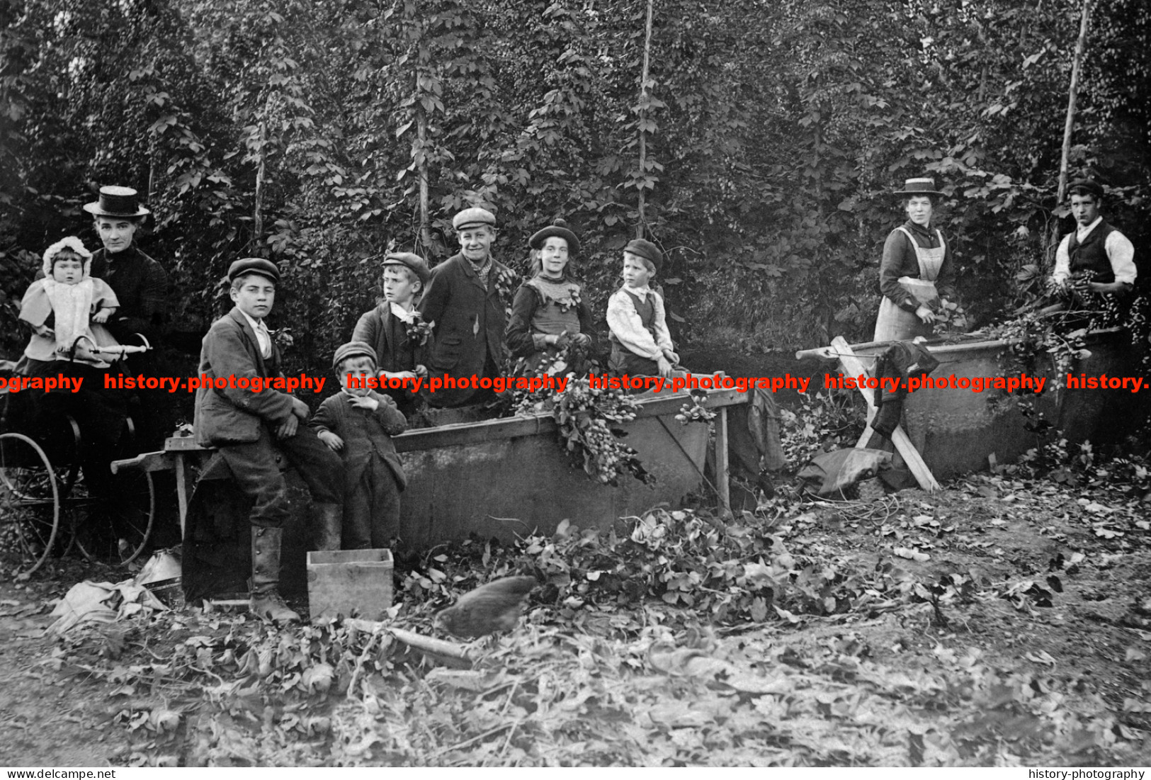 F015798 Hop Picking. Kent. 1905 - REPRODUCTION - Other & Unclassified