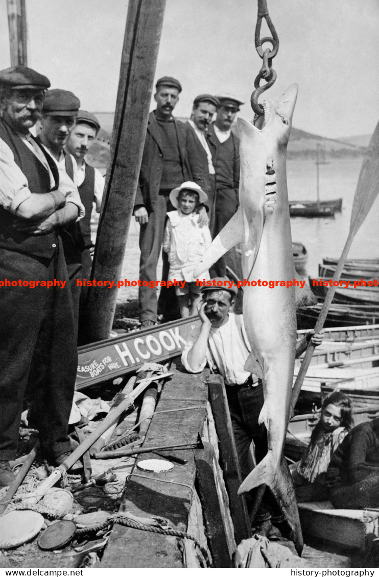 F015790 Men Caught The Shark. Salcombe Harbour. South Devon. 08.1906 - REPRODUCTION - Other & Unclassified