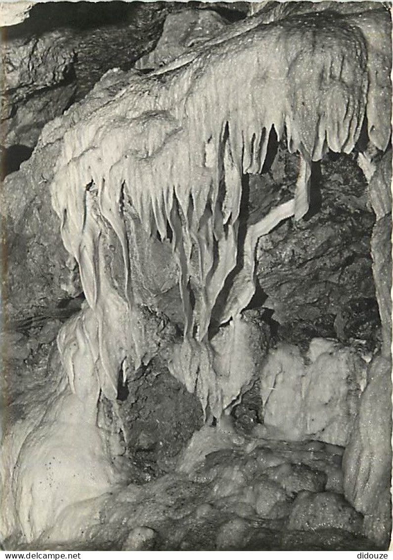 37 - Savonnières - Grottes Pétrifiantes - Les Draperies - Mention Photographie Véritable - Spéléologie - Carte Dentelée  - Autres & Non Classés