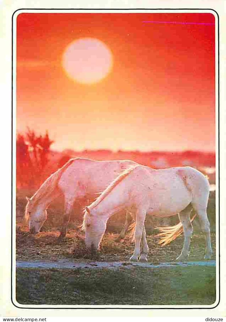 Animaux - Chevaux - Camargue - Camarguais - Coucher De Soleil - CPM - Voir Scans Recto-Verso - Pferde