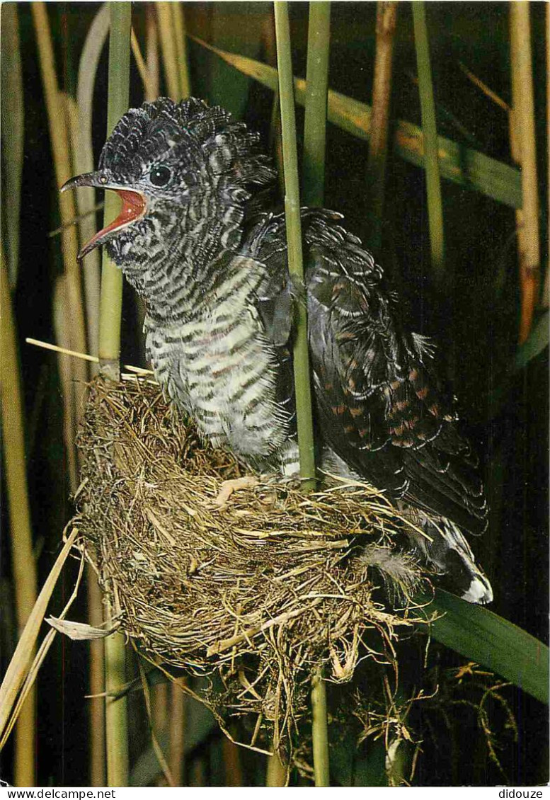 Animaux - Oiseaux - Coucou Au Nid Des Jeunes Fauvettes Des Roseaux - Cuckoo In The Nest Of The Young Sedge-birds - Cucul - Vögel