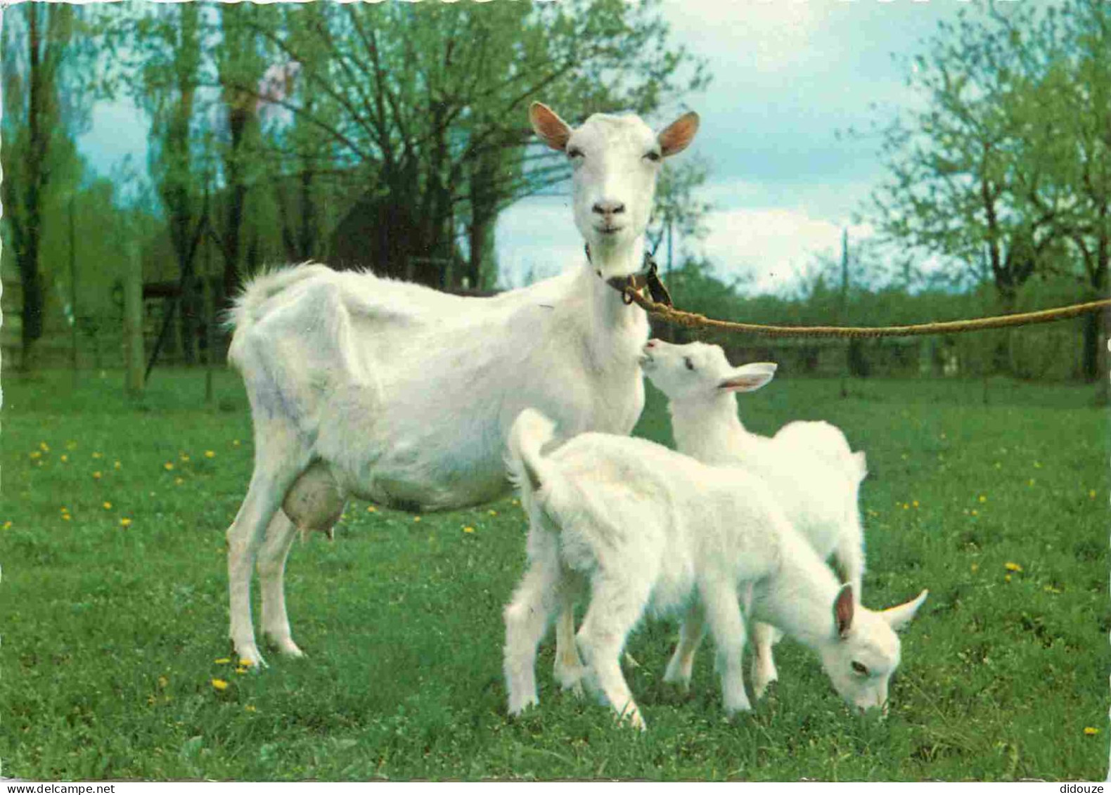 Animaux - Chèvres - Carte Dentelée - CPSM Grand Format - Voir Scans Recto-Verso - Sonstige & Ohne Zuordnung