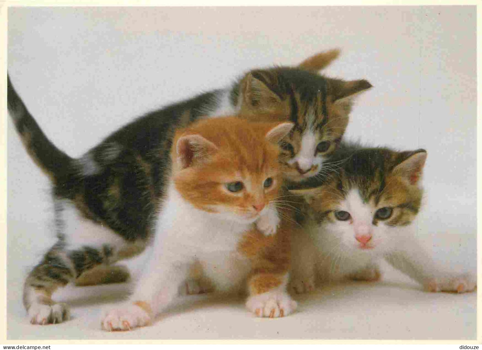 Animaux - Chats - CPM - Voir Scans Recto-Verso - Katten