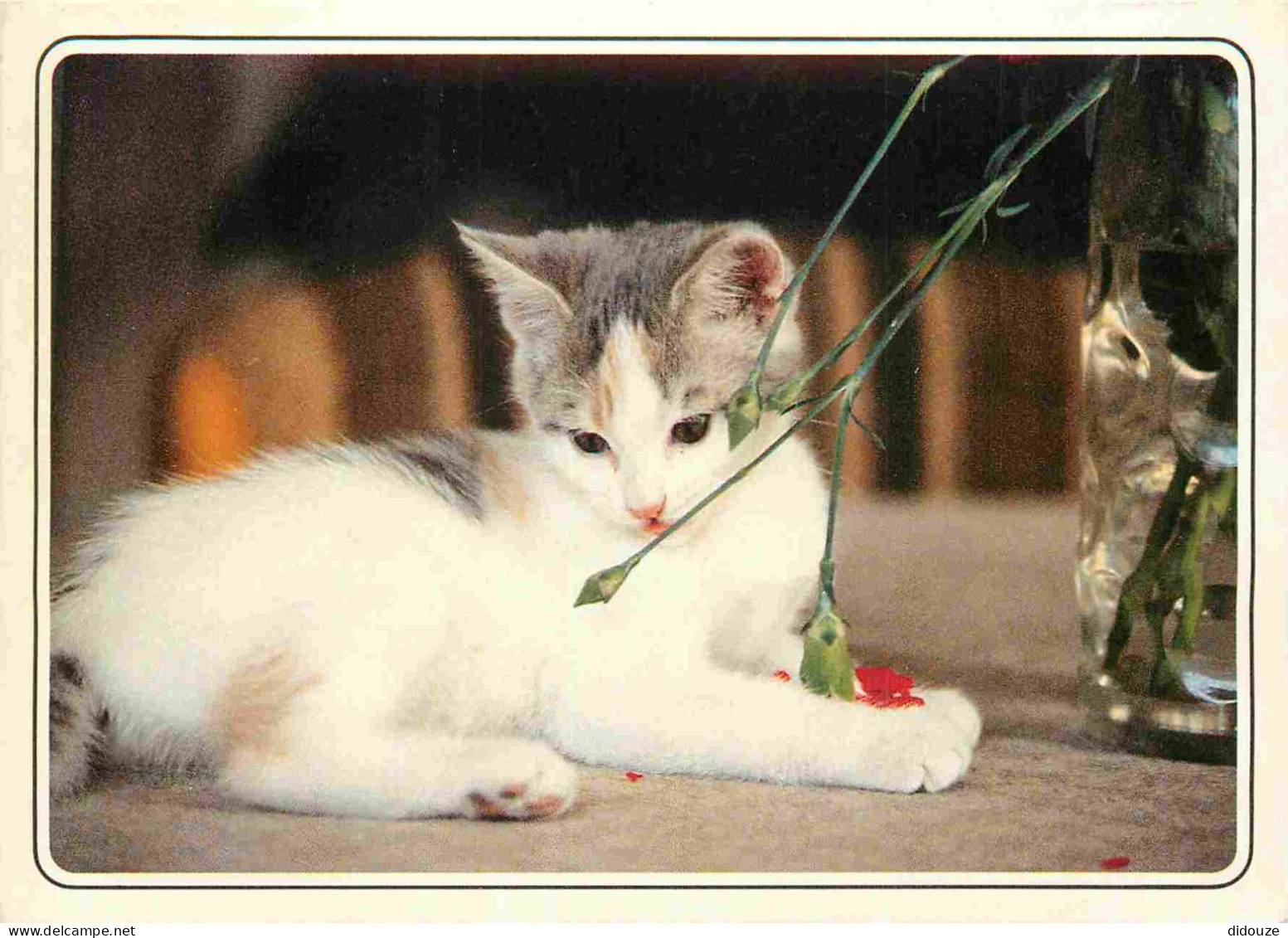 Animaux - Chats - CPM - Voir Scans Recto-Verso - Cats