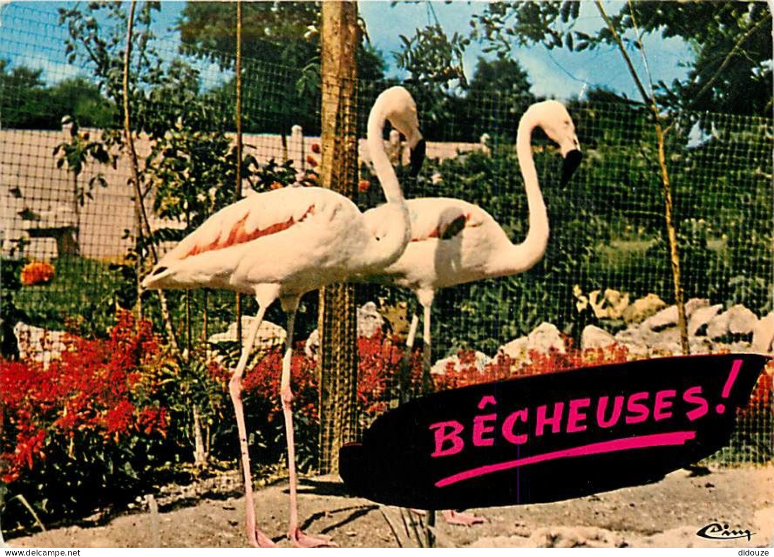 Oiseaux - Flamants Roses - Sigy Le Chatel - Jardin Zoologique Du Gué Gallet - Flamingos - CPM - Voir Scans Recto-Verso - Oiseaux