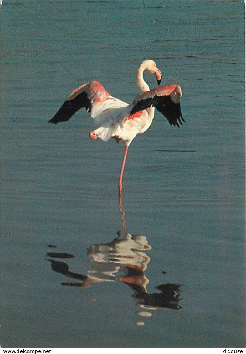 Oiseaux - Flamants Roses - Camargue - Flamingos - CPM - Voir Scans Recto-Verso - Oiseaux