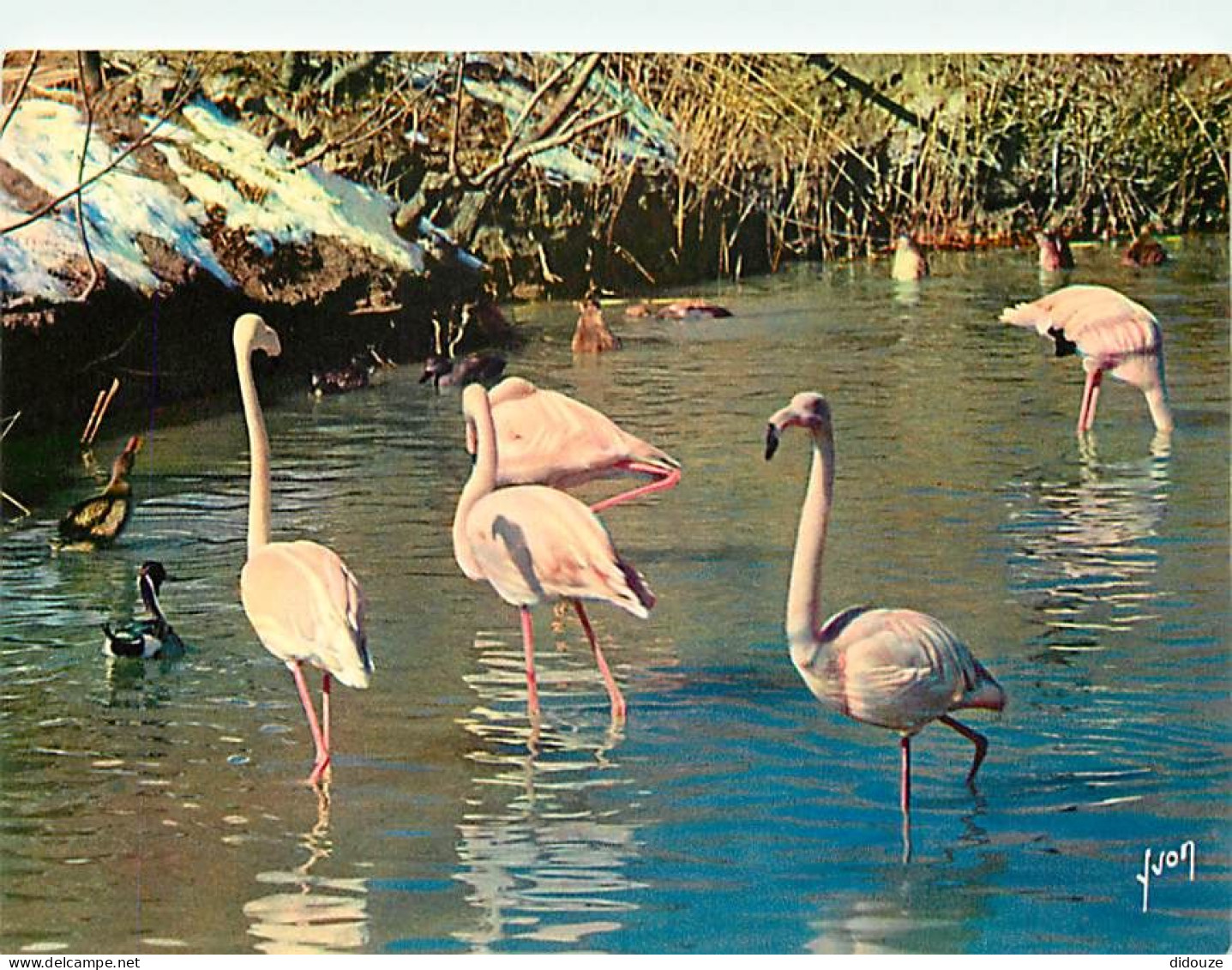 Oiseaux - Flamants Roses - Camargue - Flamingos - CPM - Voir Scans Recto-Verso - Vögel