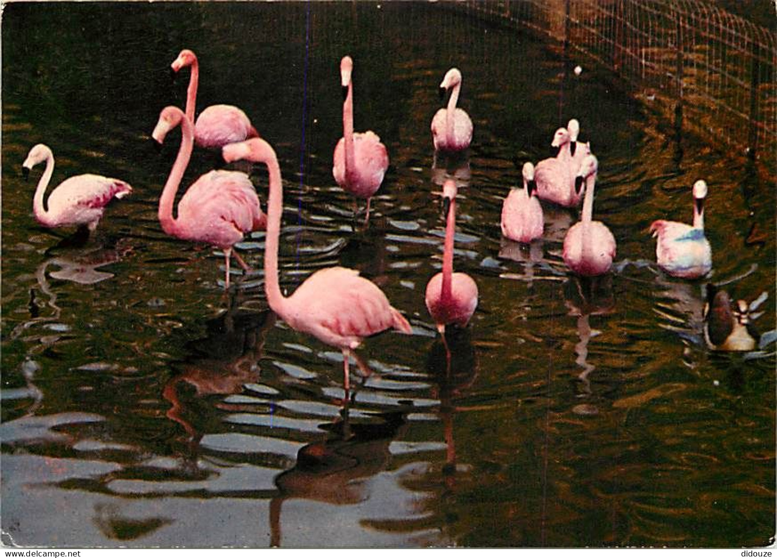 Oiseaux - Flamants Roses - Camargue - Flamingos - CPM - Voir Scans Recto-Verso - Oiseaux