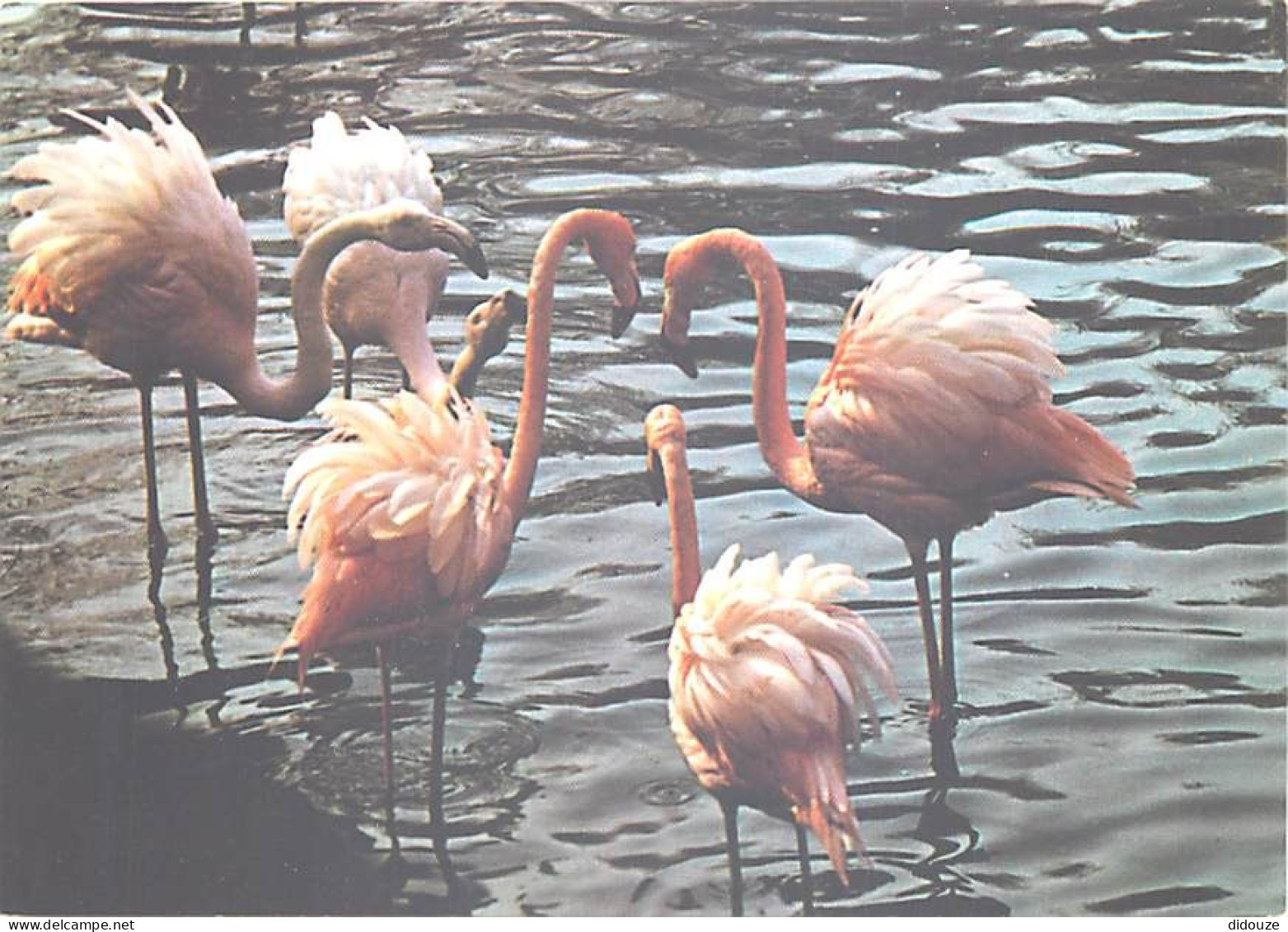 Oiseaux - Flamants Roses - Camargue - Flamingos - CPM - Voir Scans Recto-Verso - Oiseaux