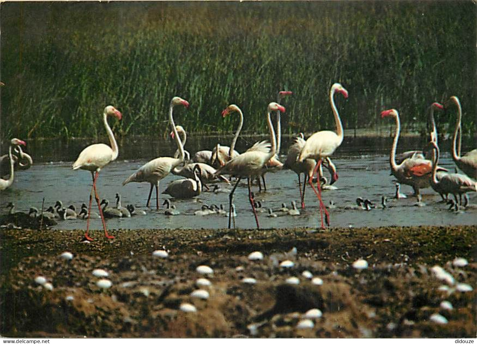 Oiseaux - Flamants Roses - Flamingos - CPM - Voir Scans Recto-Verso - Vögel