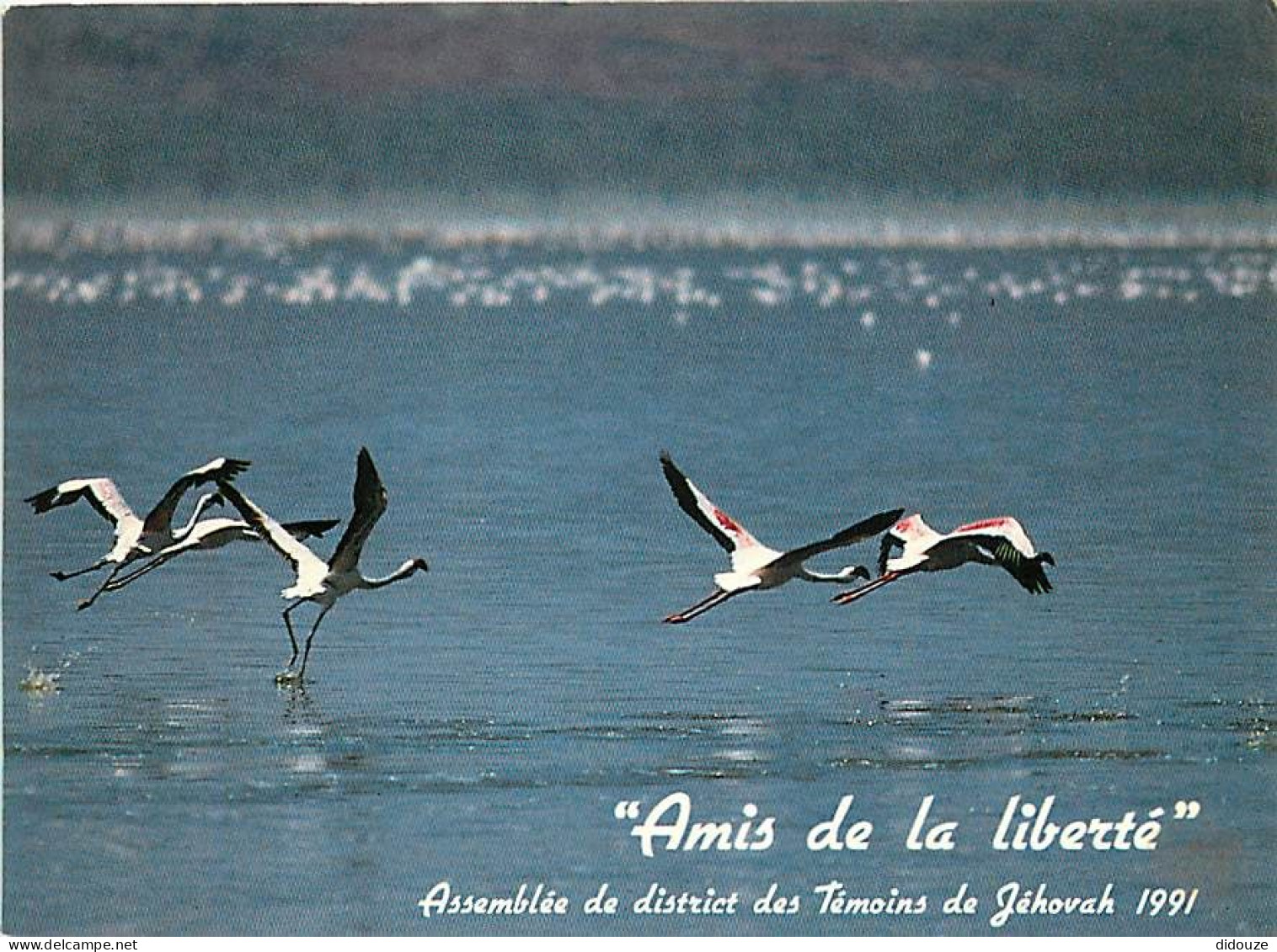 Oiseaux - Flamants Roses - Flamingos - CPM - Voir Scans Recto-Verso - Vögel