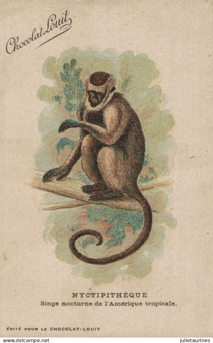 SINGE PUBLICITE CHOCOLAT LOUIT NYCTIPITHEQUE SINGE NOCTURNE DE L AMERIQUE TROPICALE CPA BON ETAT - Monkeys