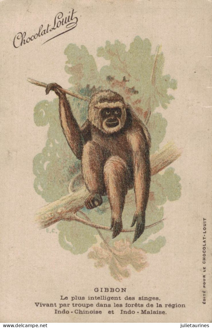 SINGE PUBLICITE CHOCOLAT LOUIT GIBBON LE PLUS INTELLIGENT DES SINGES FORET INDO CHINOISE CPA BON ETAT - Affen