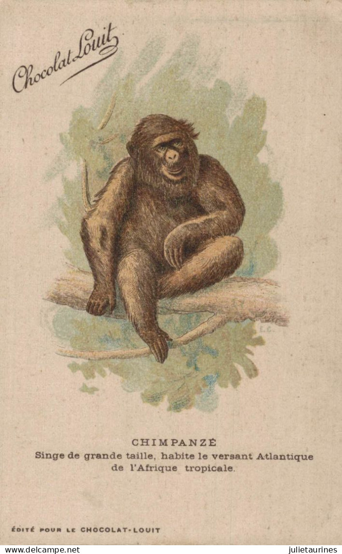 SINGE PUBLICITE CHOCOLAT LOUIT CHIMPANZE SINGE DE GRANDE TAILLE HABITE LE VERSANT ATLANTIQUE DE L AFRIQUE  CPA BON ETAT - Monos