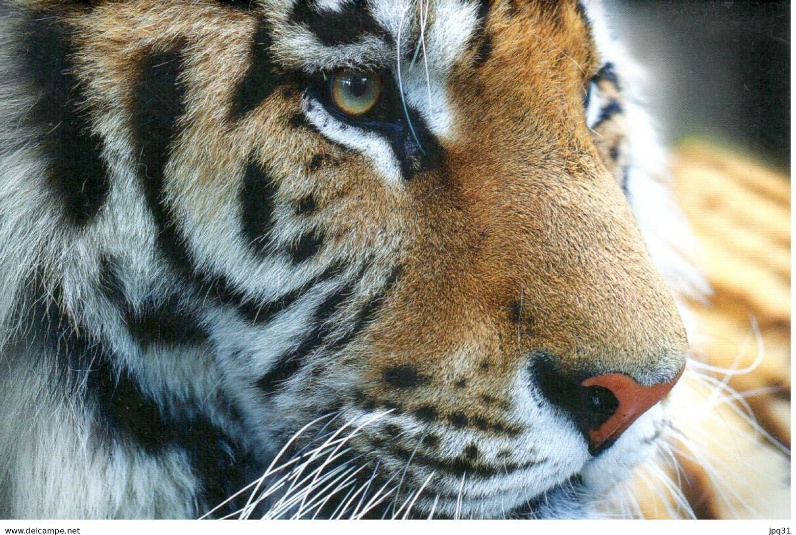 Carte Double IFAW Aider Les Animaux En Détresse - Tigre - Ref 4NA1-FR4 - Tigres