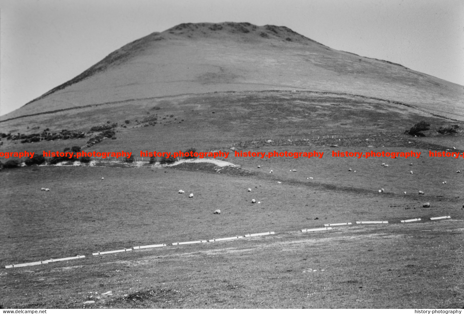 Q003357 Sheep. Beckside Farm. Whicham. Cumbria. 1971 - REPRODUCTION - Altri & Non Classificati