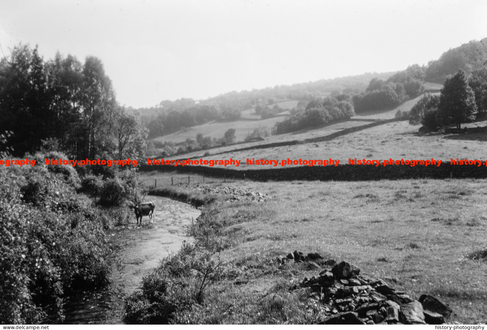 Q003244 Cow In Stream Near Winster. Cumbria. 1964 - REPRODUCTION - Altri & Non Classificati