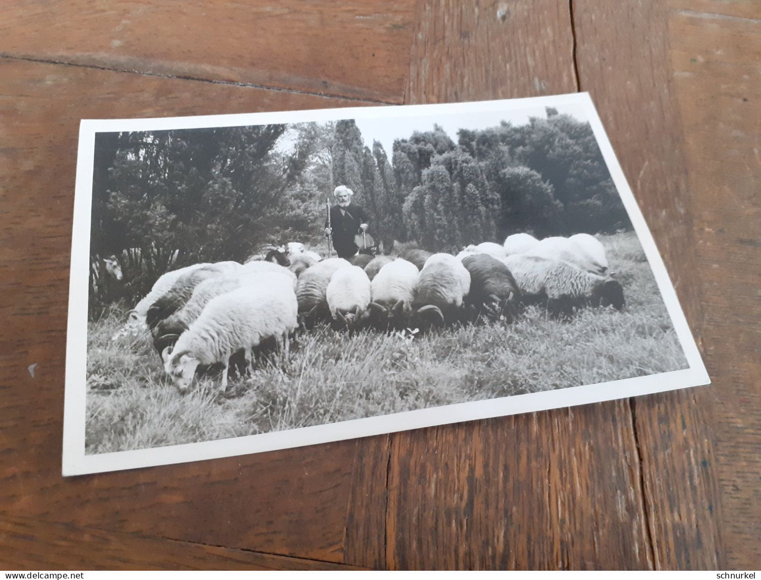 MANN In DEUTSCHLAND DAZUMAL - WEISSHAARIGER ALTER SCHAF HIRTE Mit SEINER HERDE - BIBLISCHE SZENE - Métiers