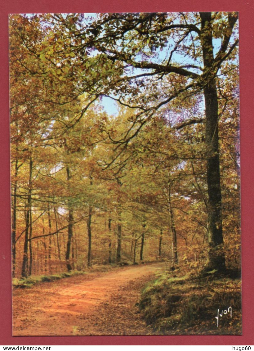 La Forêt En Automne - Trees