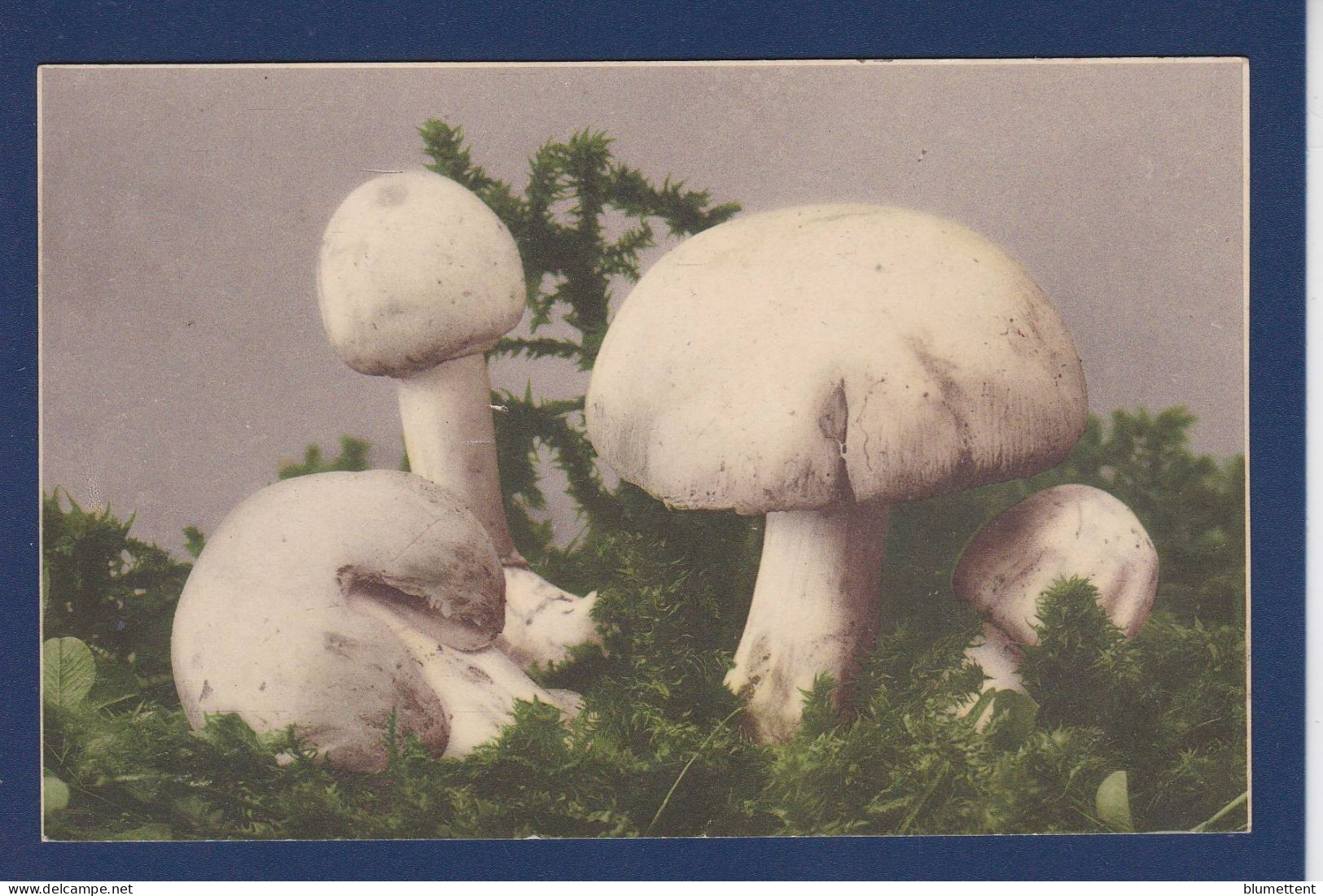 CPA 1 Euro Champignon Mushroom Prix De Départ 1 Euro écrite - Pilze